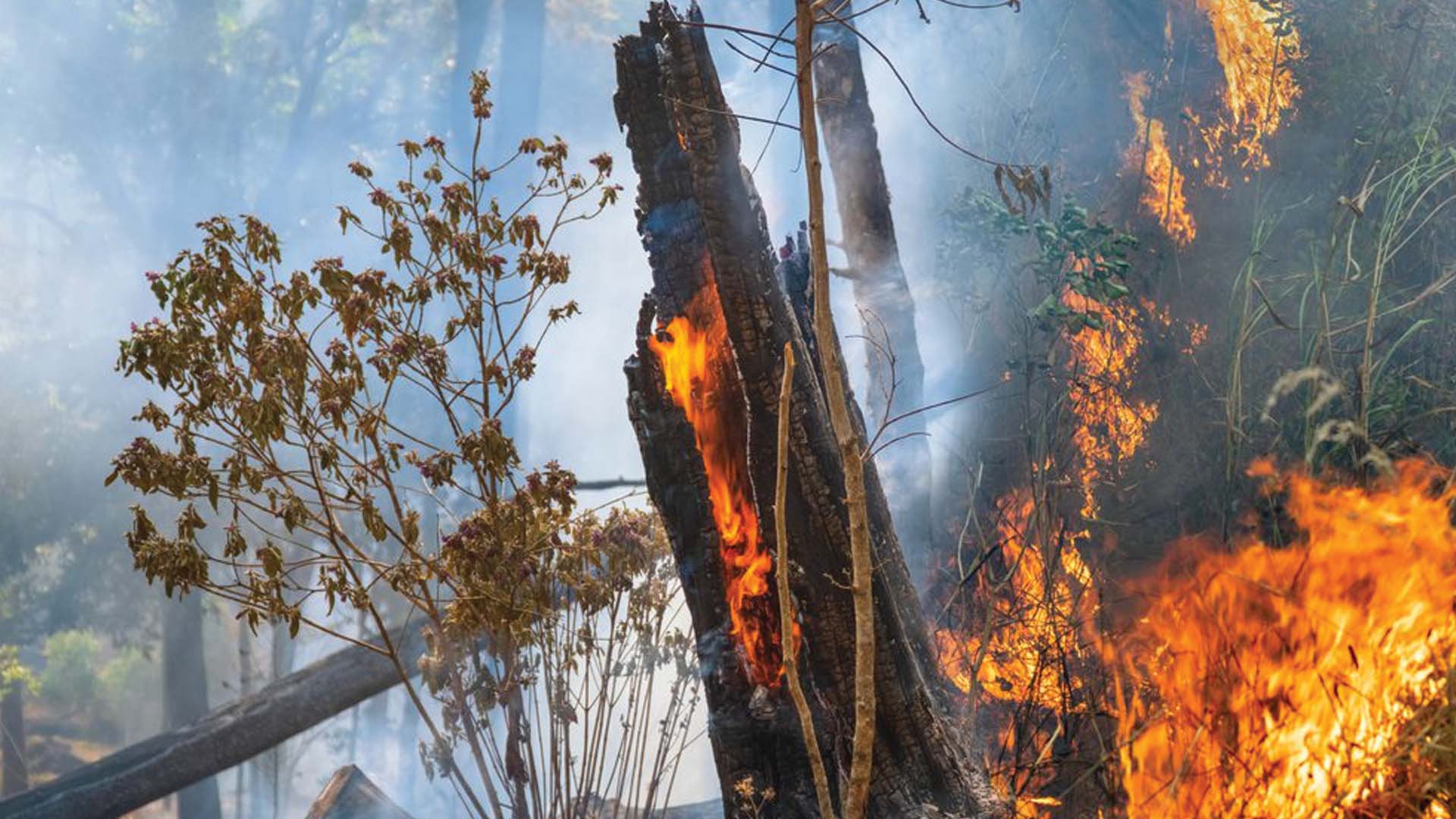 forest after forest fire