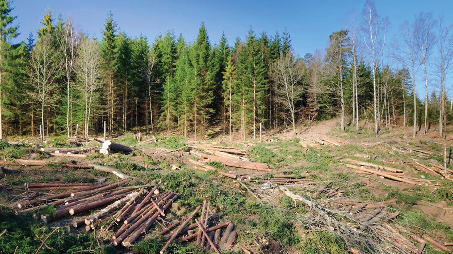 future of forestry. trees down in forest