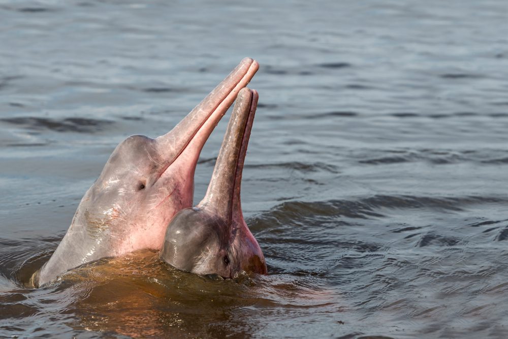 Boto Amazon River Dolphin