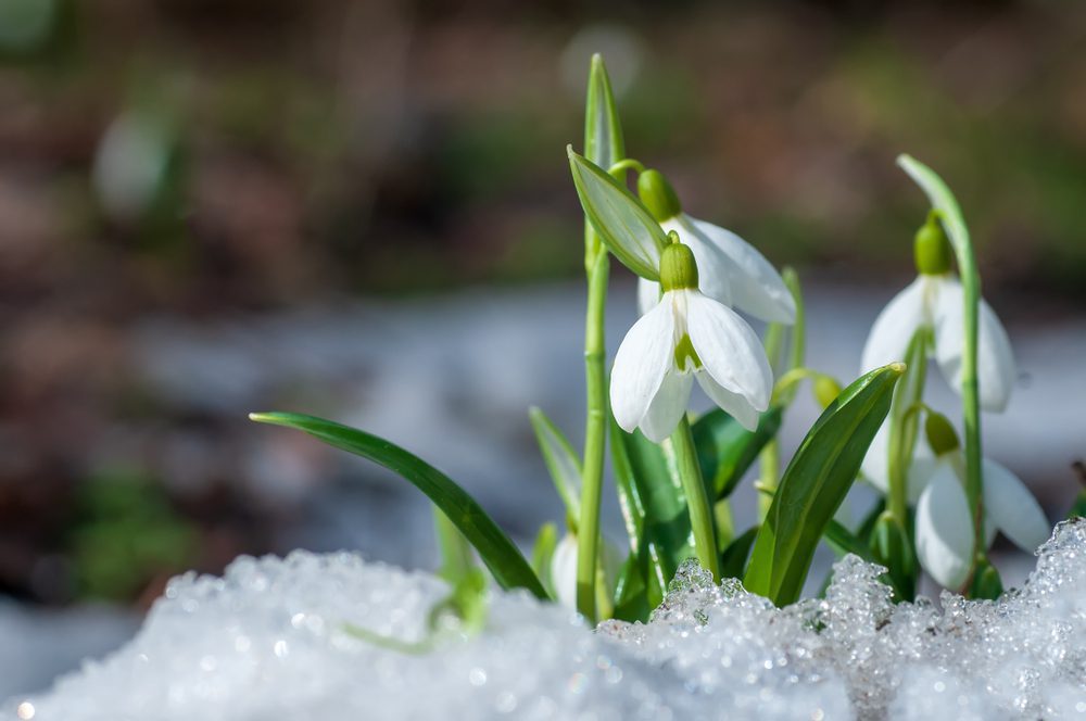 Snowdrops Flower Cold Weather Plants