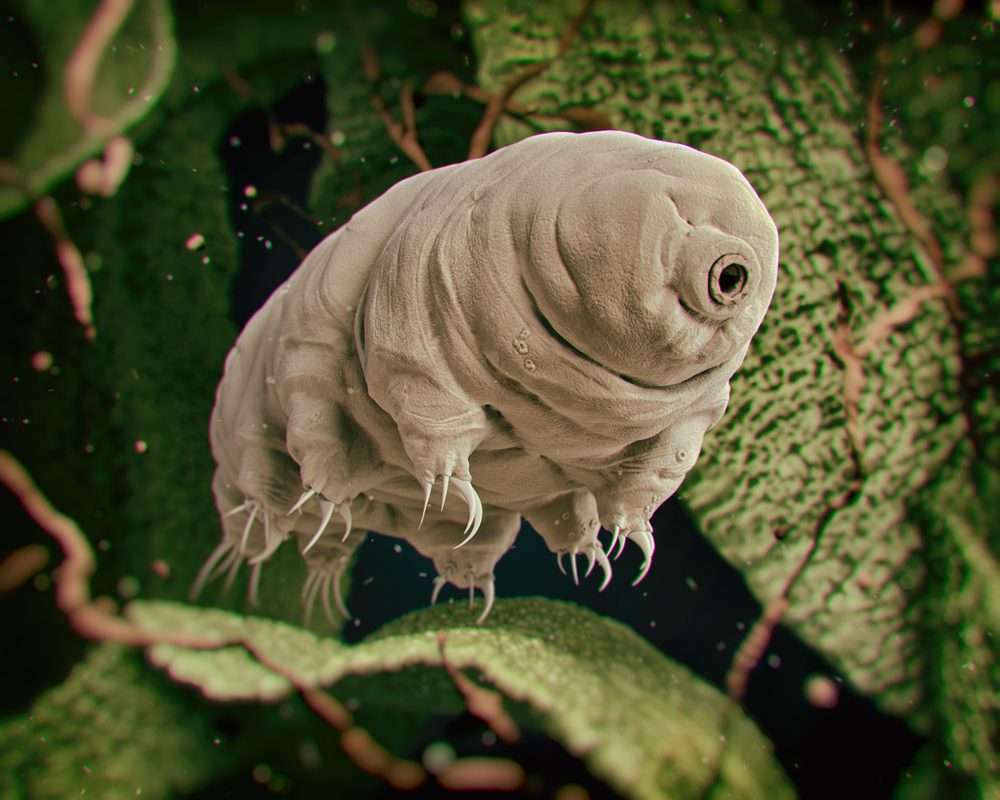 Tardigrade Water Bears Winter Animals