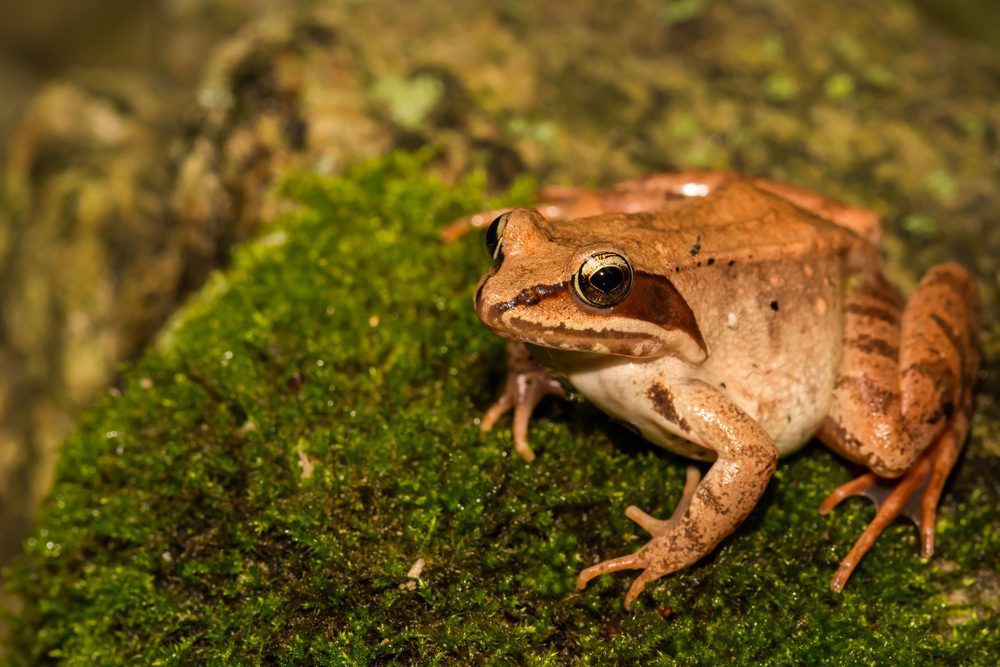 Wood Frog Cold Weather Animals