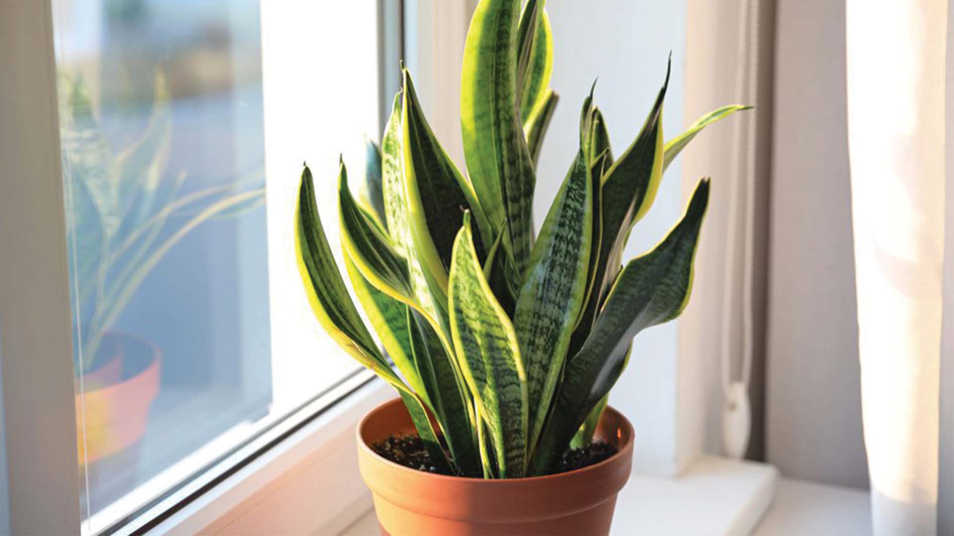 Winter Houseplants Snake Plant Window