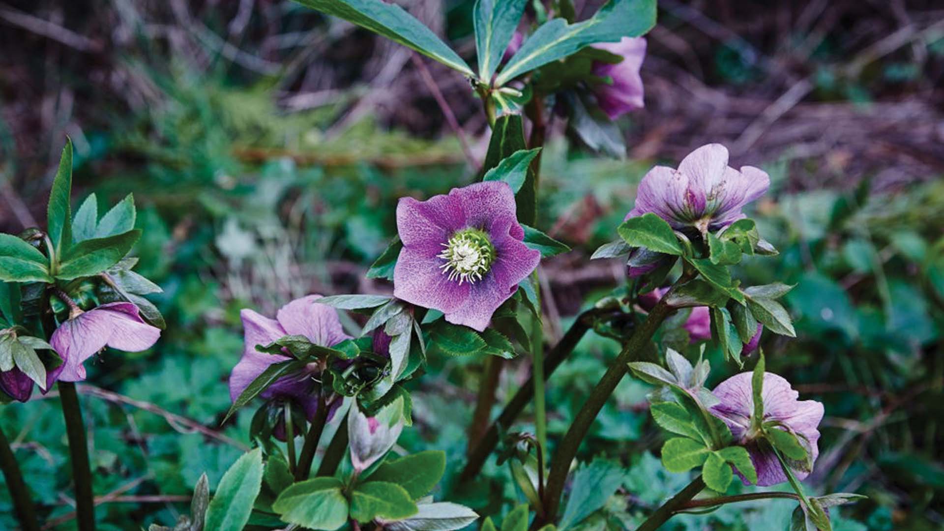 Hellebores Flower Cold Weather Plants