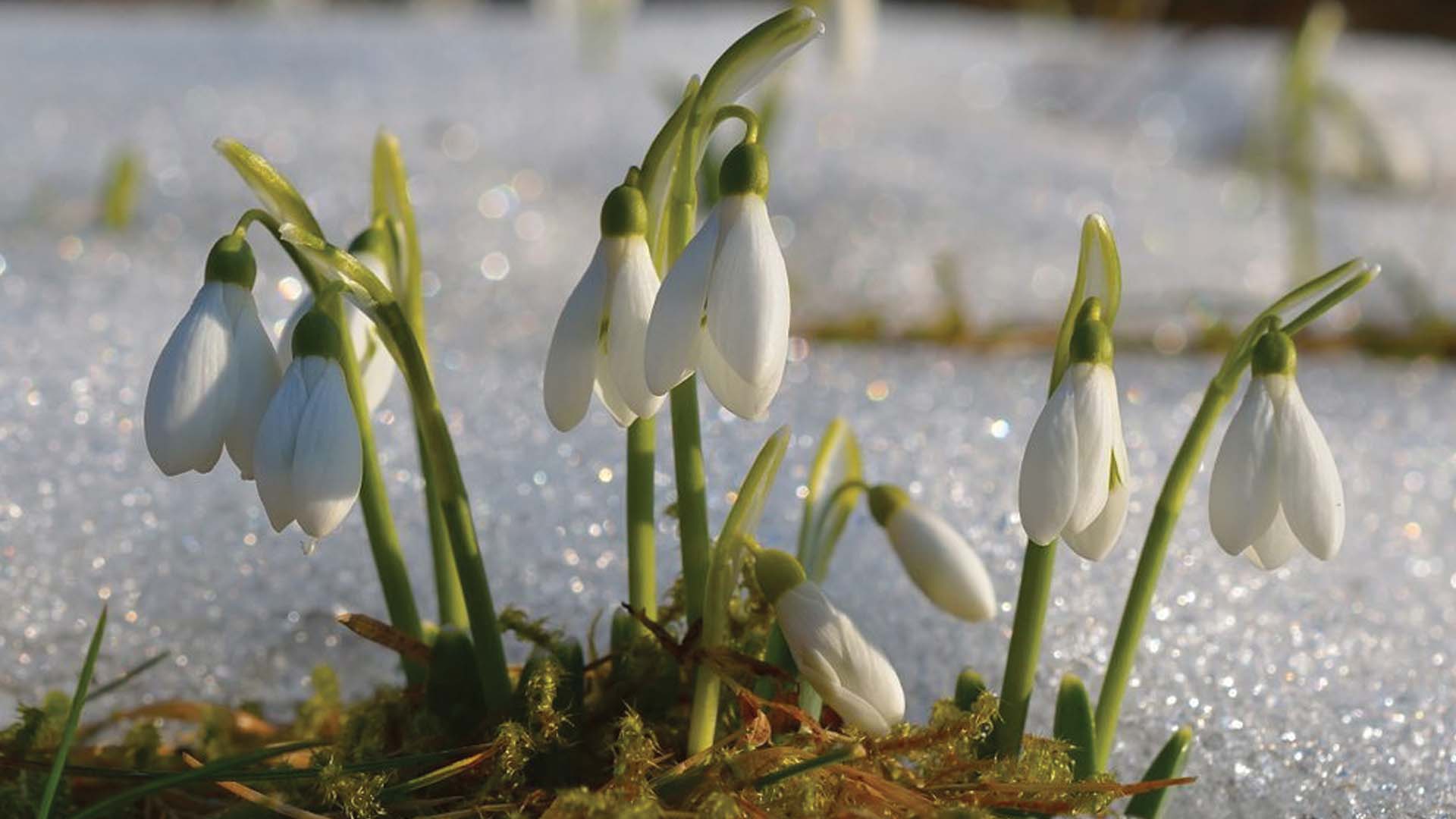 Snowdrops Winter Plants Bloom