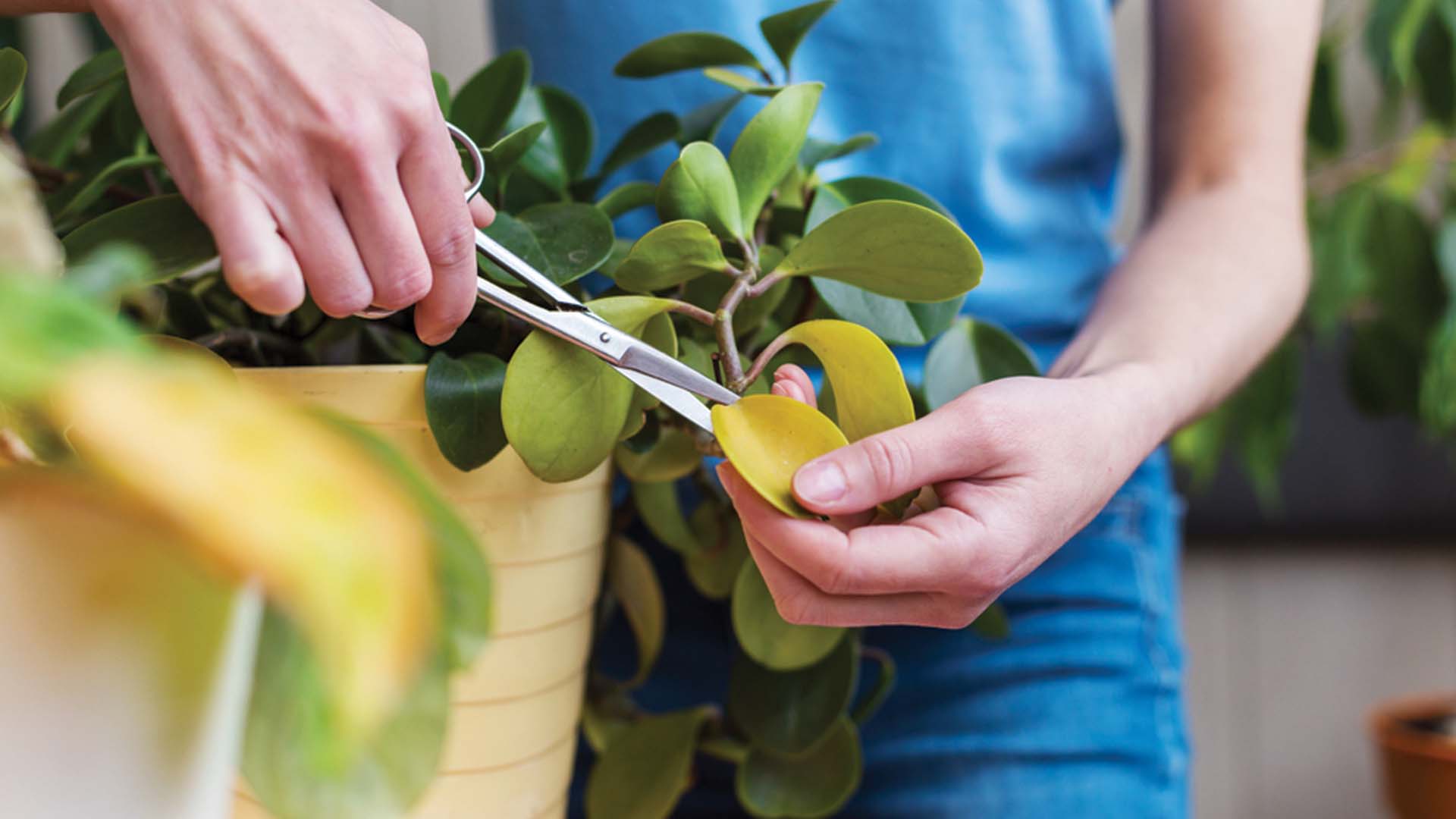 Pruning Houseplants Trimming Spring