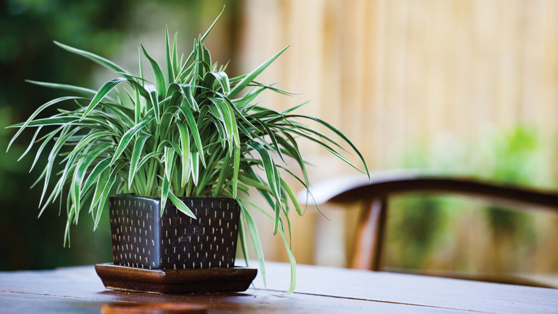 Spider Plant Pet-Friendly Plants