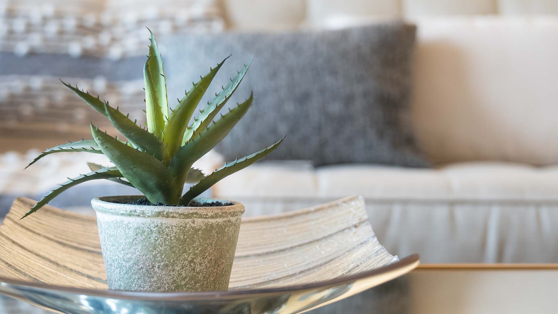 Aloe Vera Houseplants Food Benefits