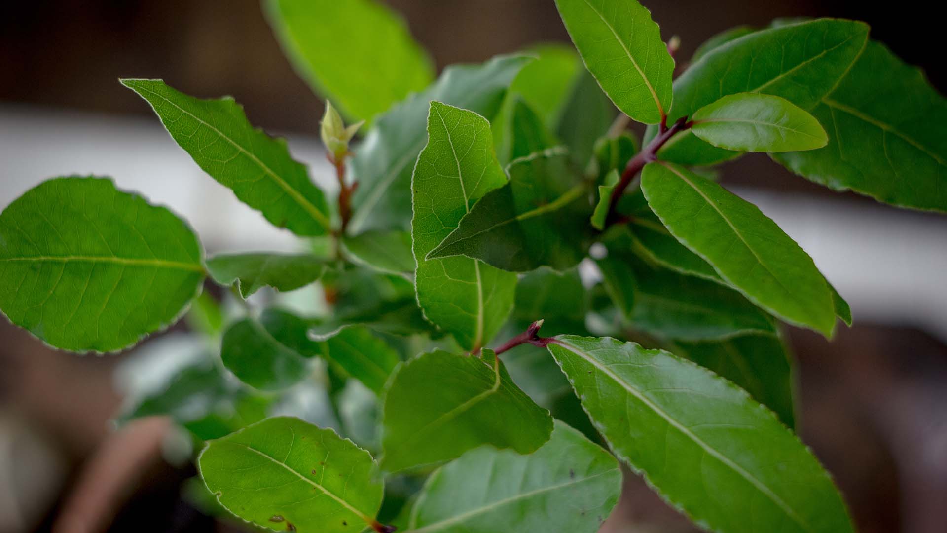 Laurel Tree Bay Leaves Houseplants