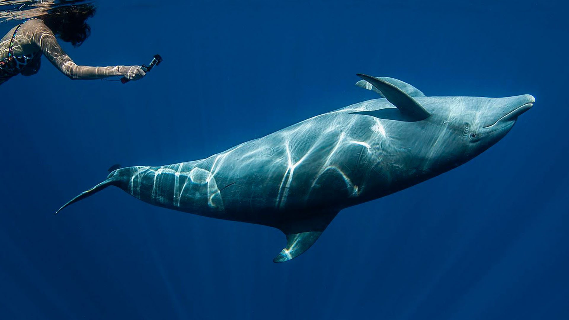 Asher Jay Swimming Dolphins Ocean Conservation