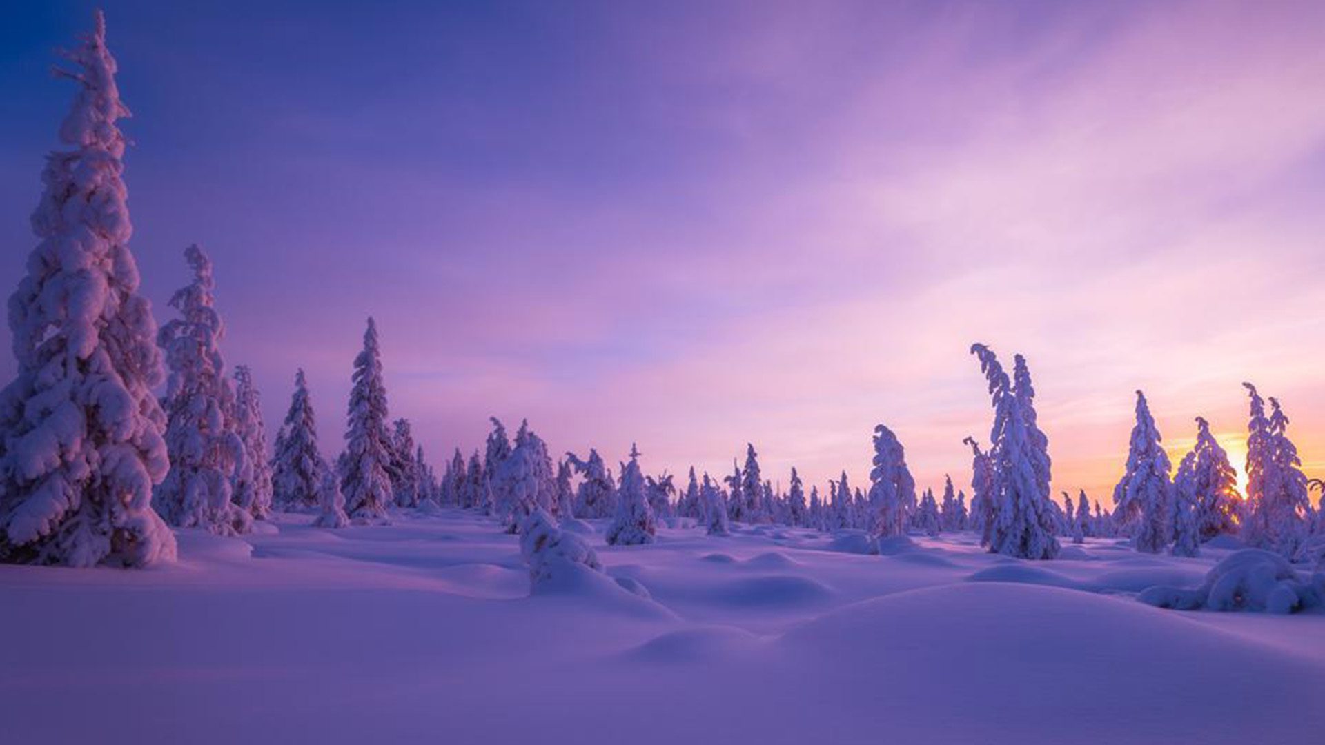 From "Aurora Borealis, Sami Culture and Wildlife of Swedish Lapland, tour