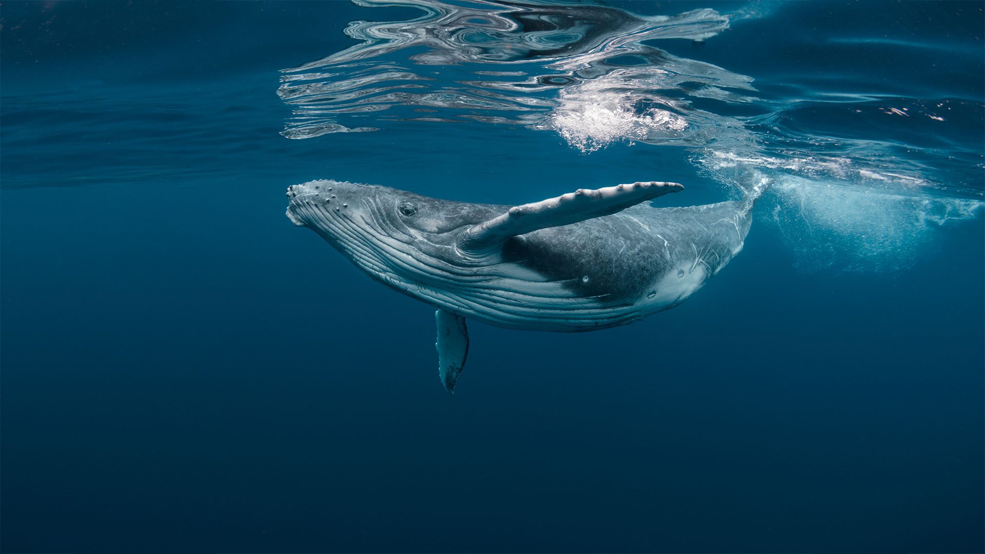 Whales Communicating Music AI Technology Ecoacoustics