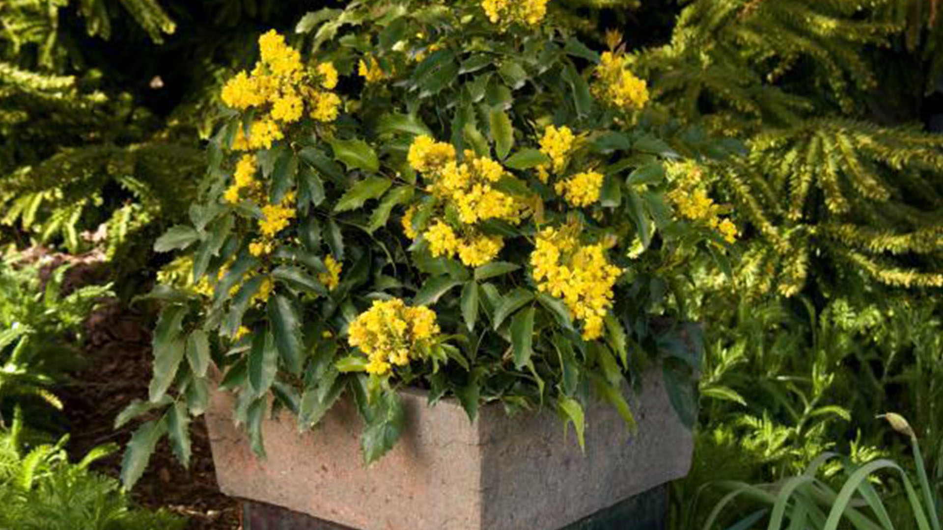 Compact Oregon Grape Monorovia Outdoor Winter Plants