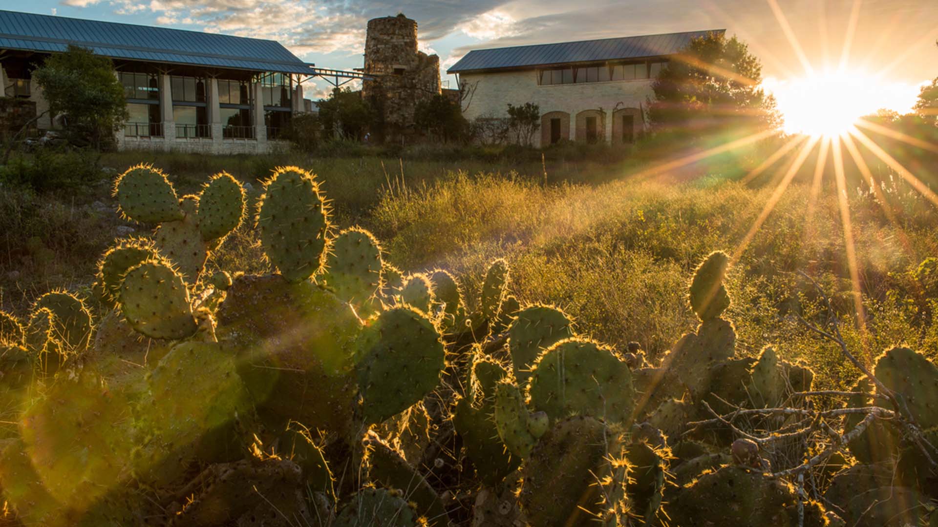 Sunset Ladybird Johnson Wildflower Facility Cactus Plants