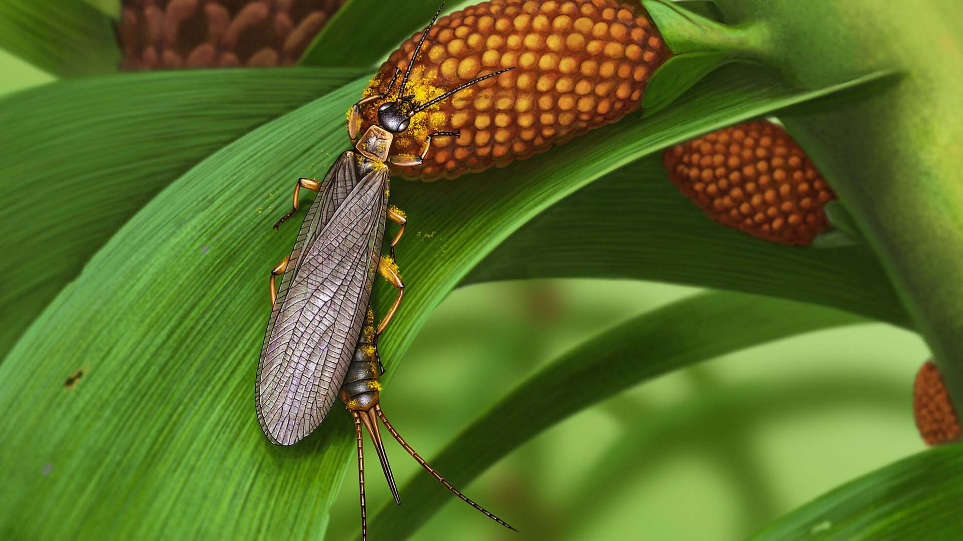 tillyardembia fossil scientists discover world's oldest potential pollinators