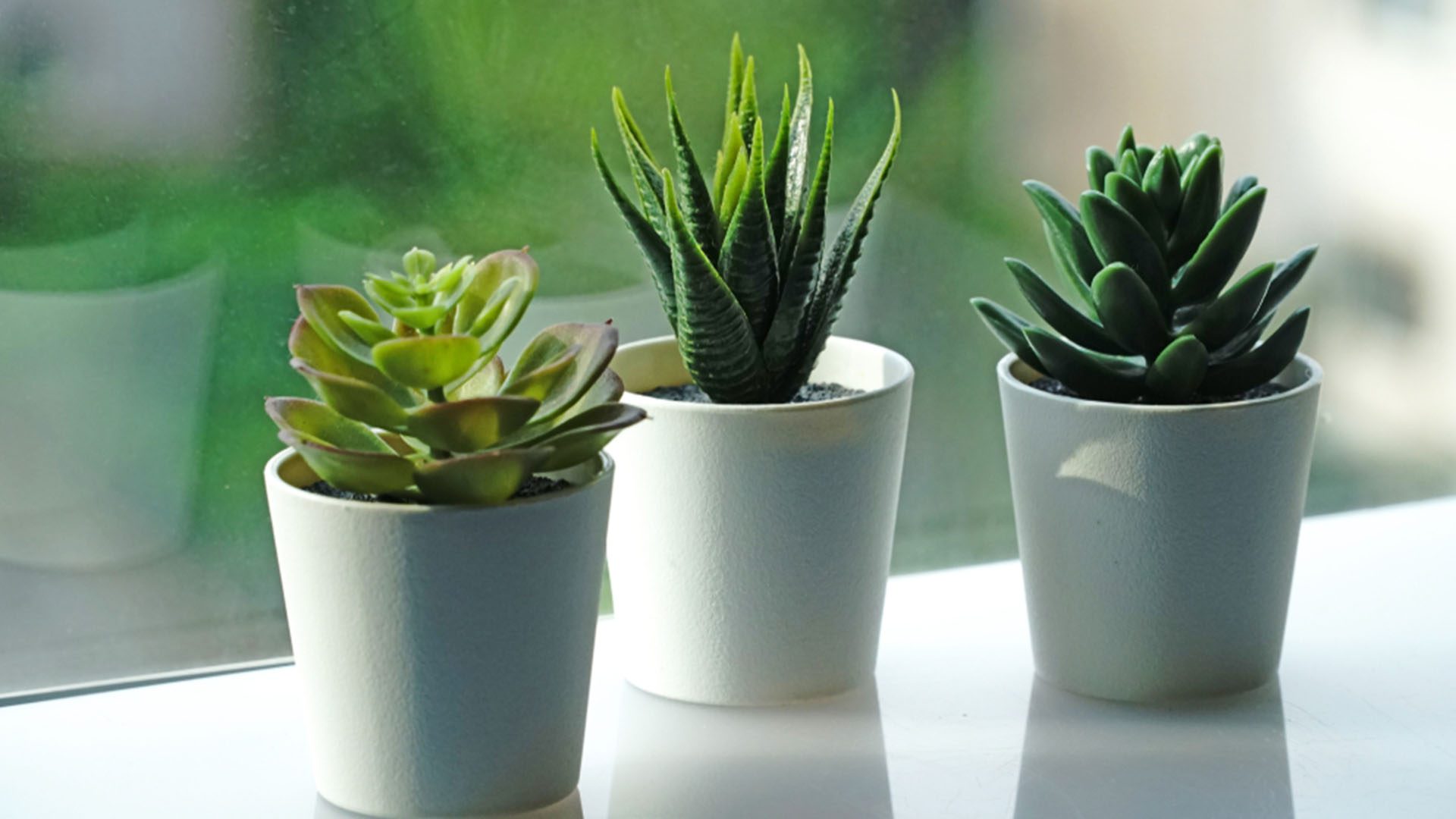 Assorted Succulents Pack Online Houseplants