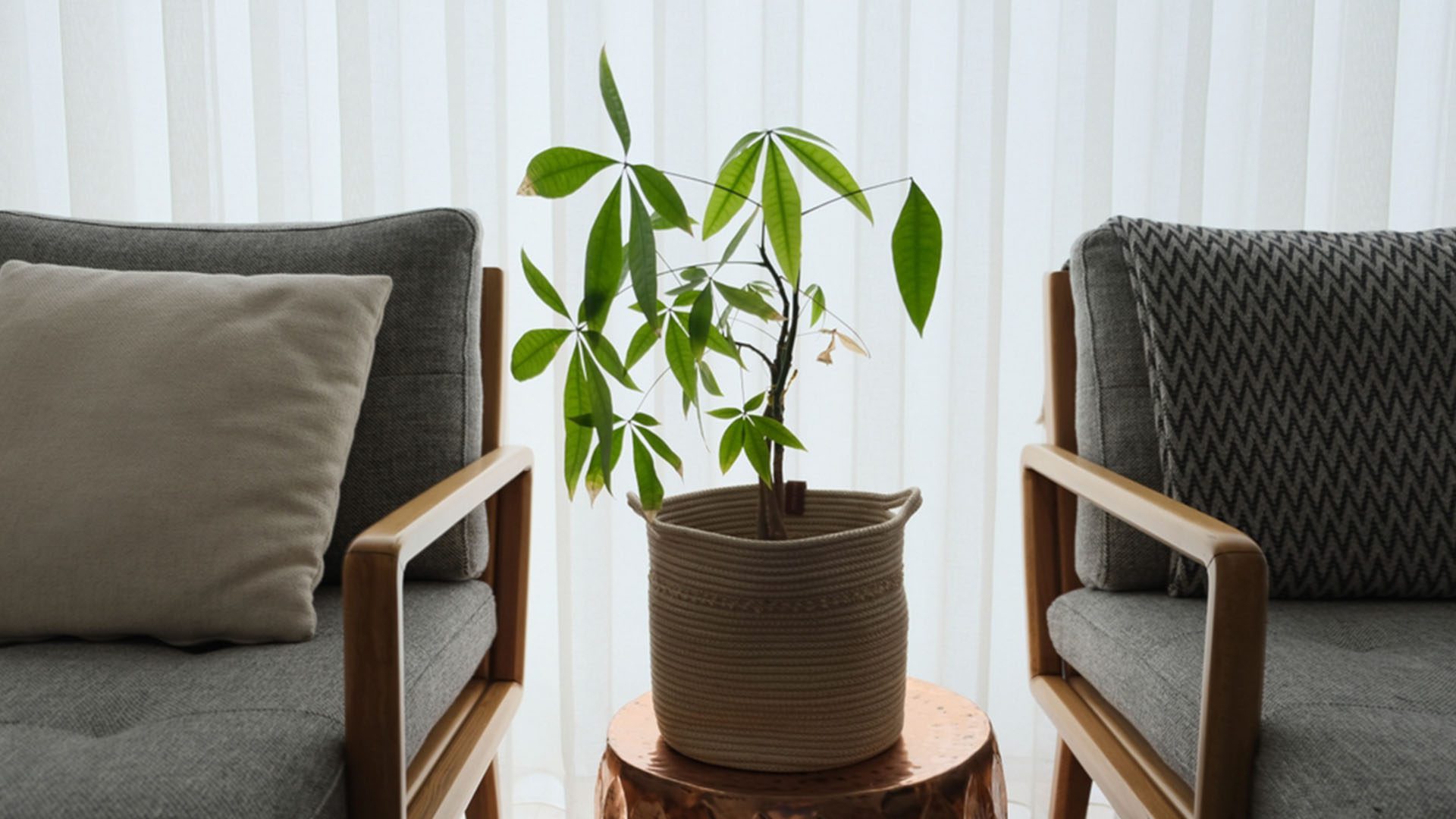 Money Tree Live Houseplants Buy Online