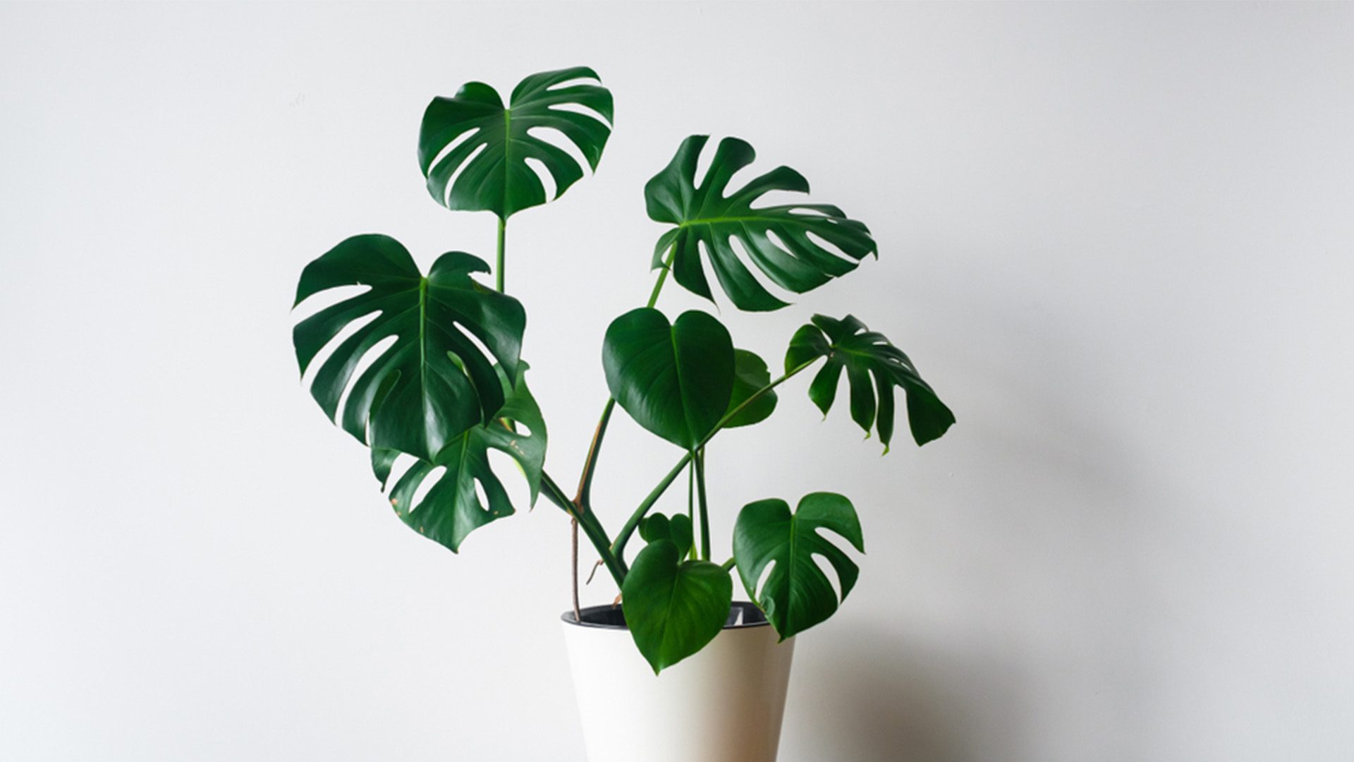 Trending Houseplants Monstera Buy Online