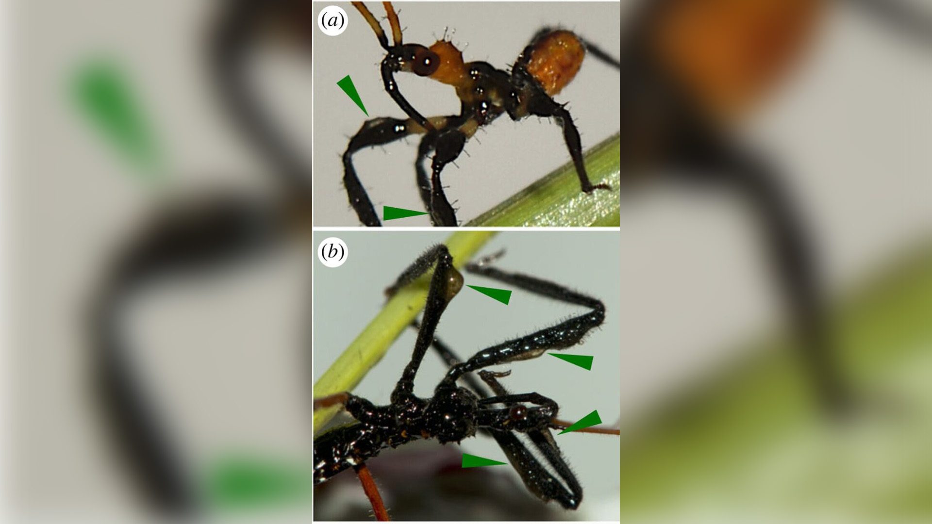 Assassin Bugs Collecting Resin to Use As Tool To Catch Prey