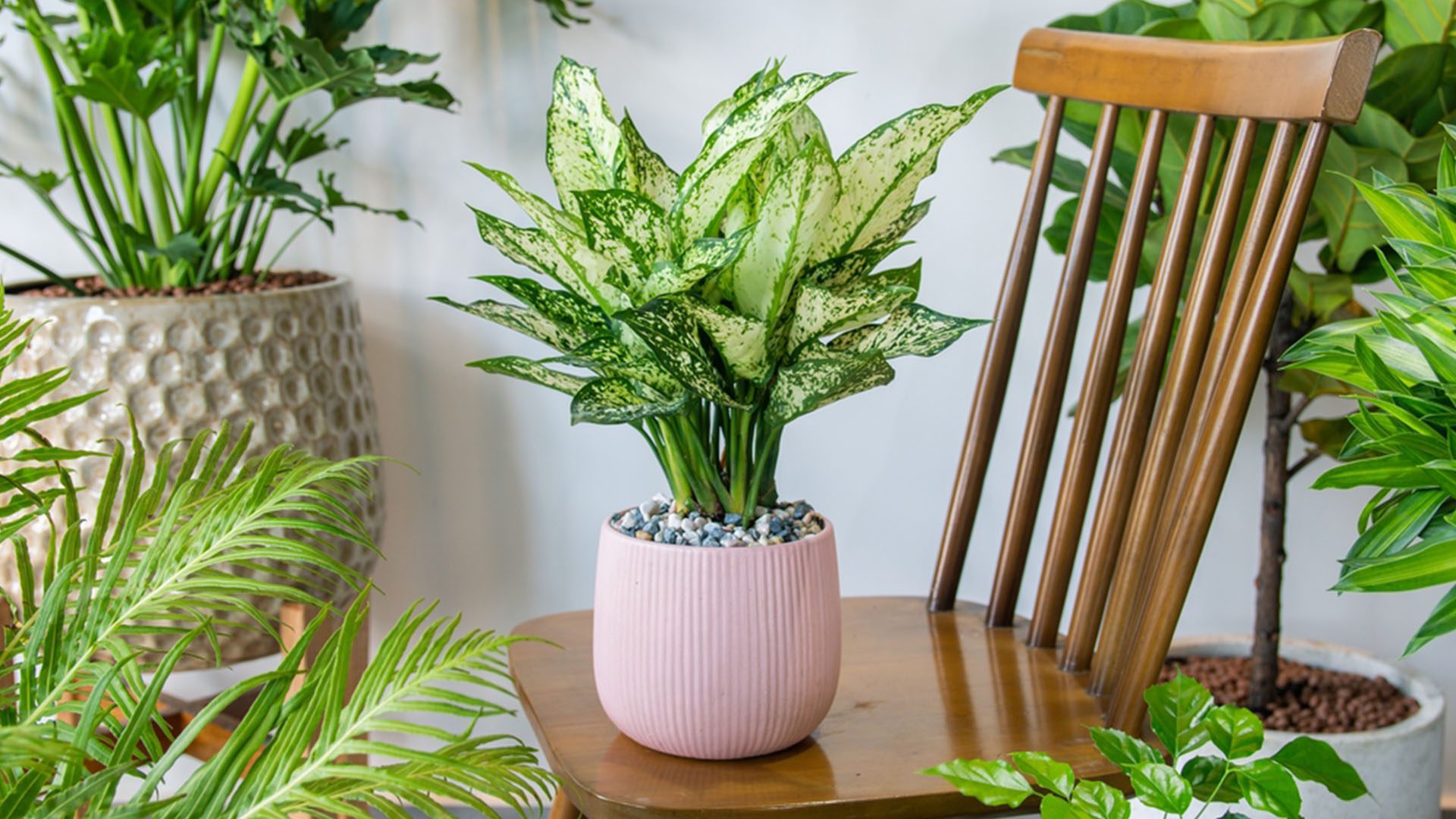 Aglaonema Chinese Evergreen Underrated Houseplants