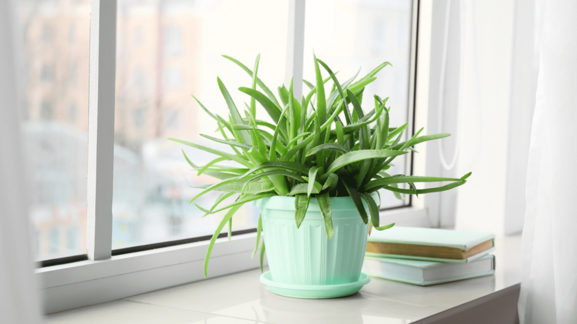 Aloe Vera Houseplant Online