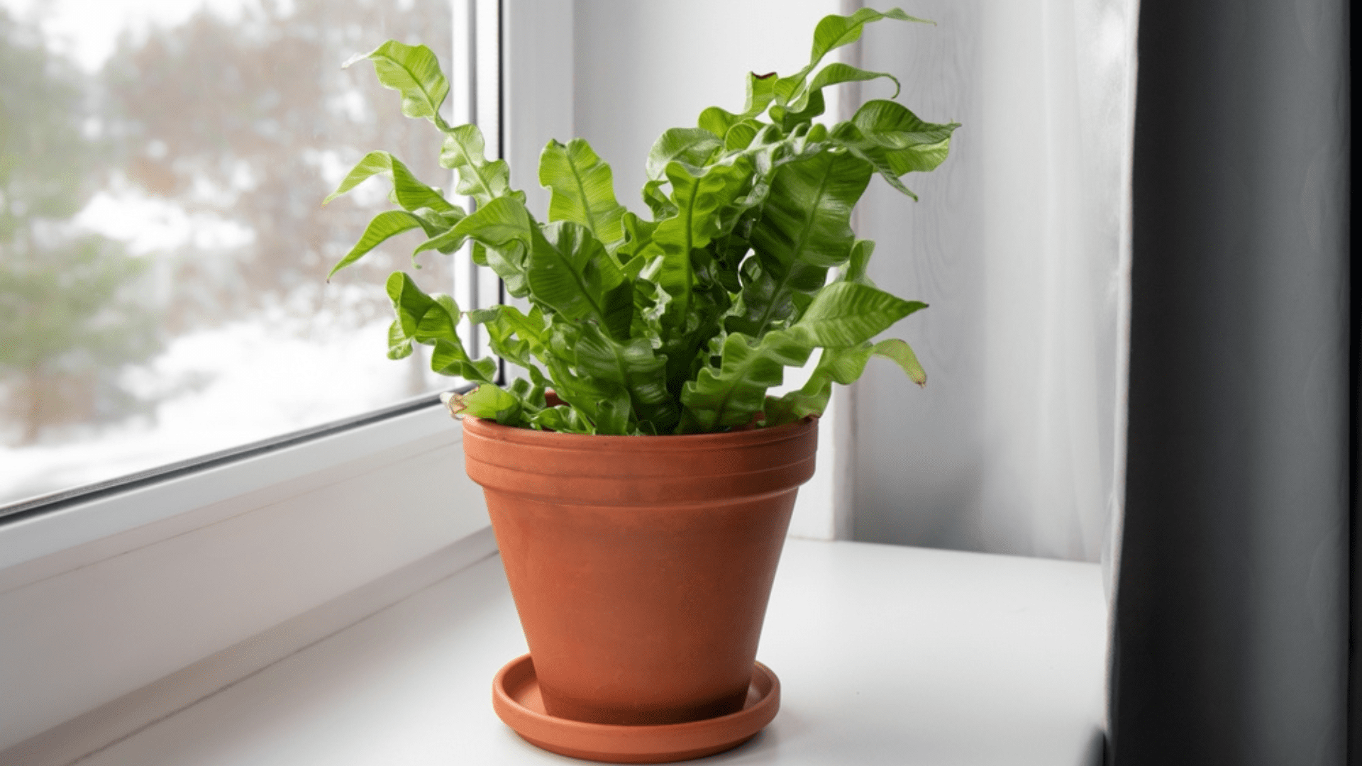 Bird's Nest Fern Hard-To-Kill Houseplants Online