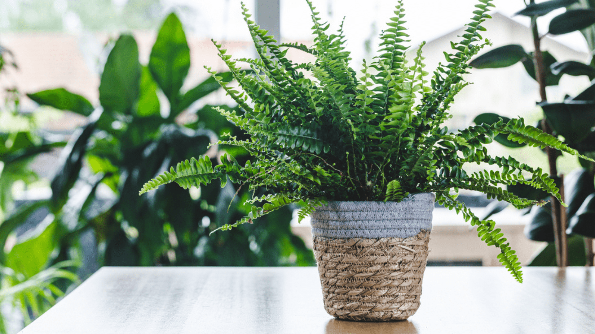 Boston Fern Easy Houseplants