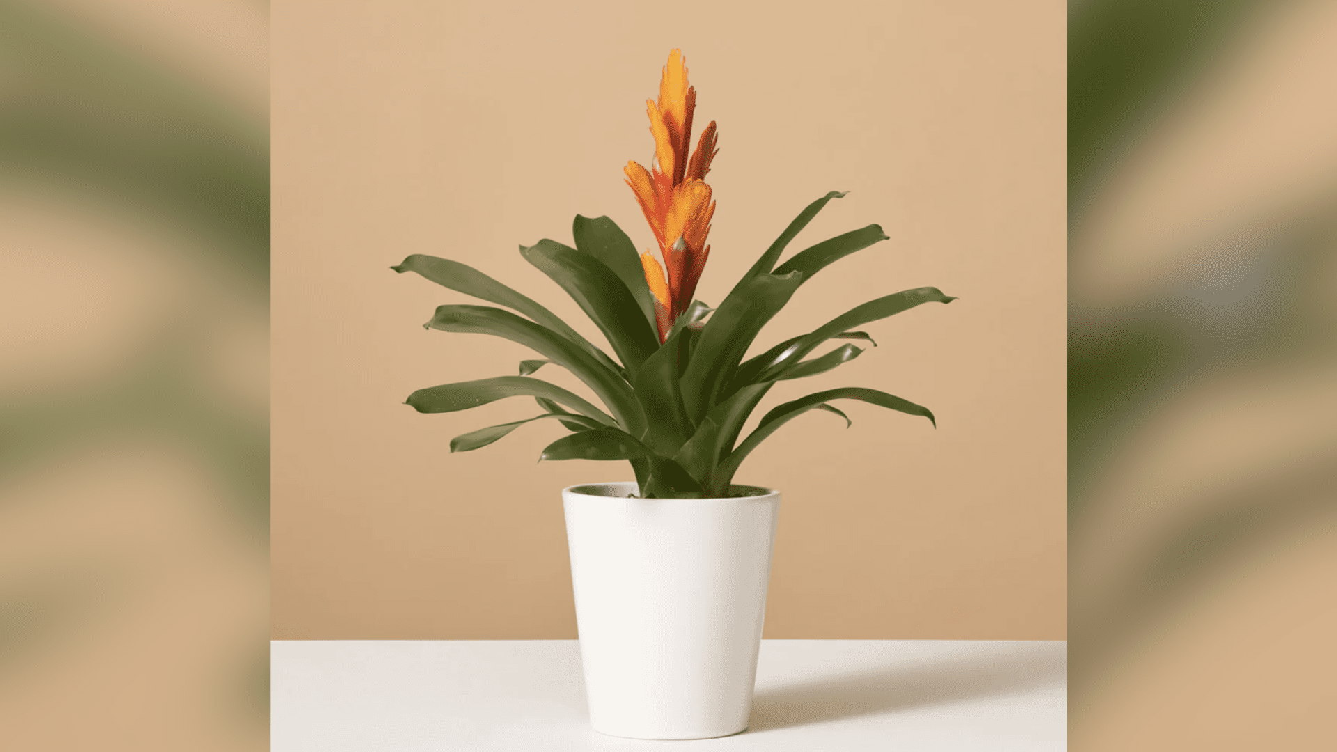 Bromeliad Vriesea Intenso Orange The Sill