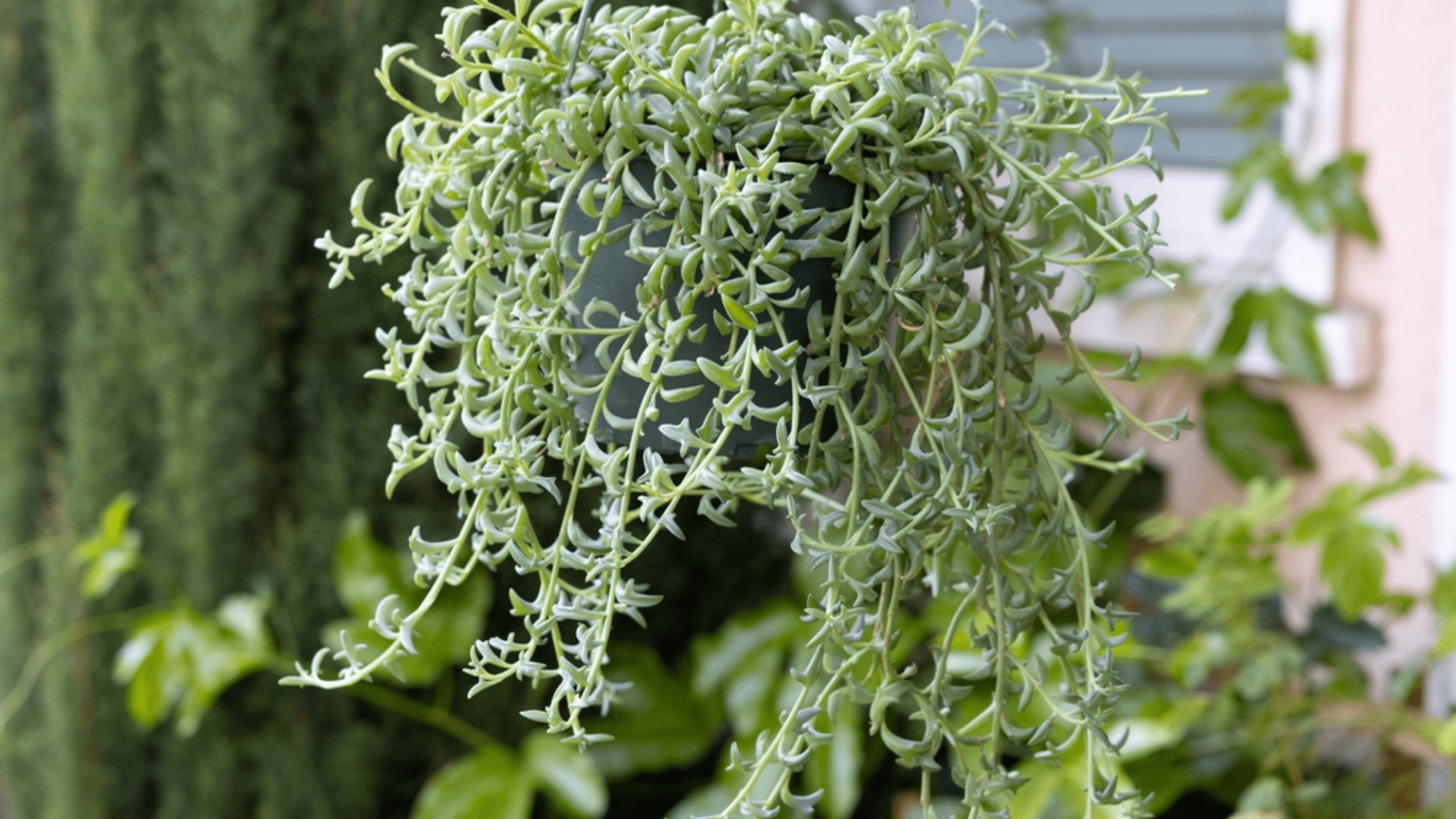 String of Dolphins Easy Plants Online