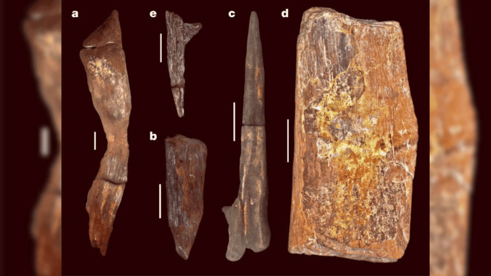 Modified wood tools from Kalambo Falls, Zambia. Image credit: Barham