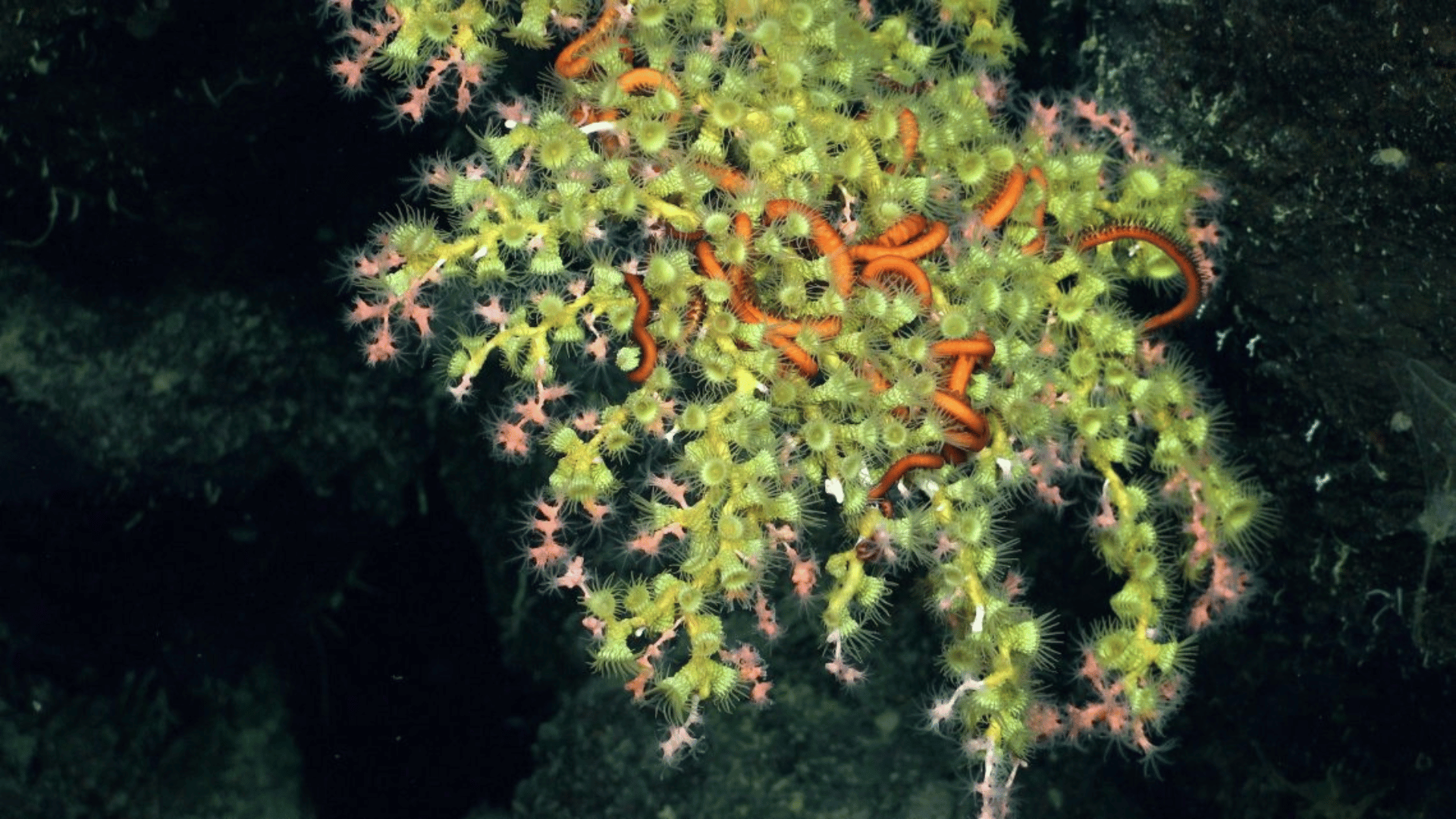 ROV SuBastian dove on a rift zone near the active volcano of Fernandina Island Coral Structure