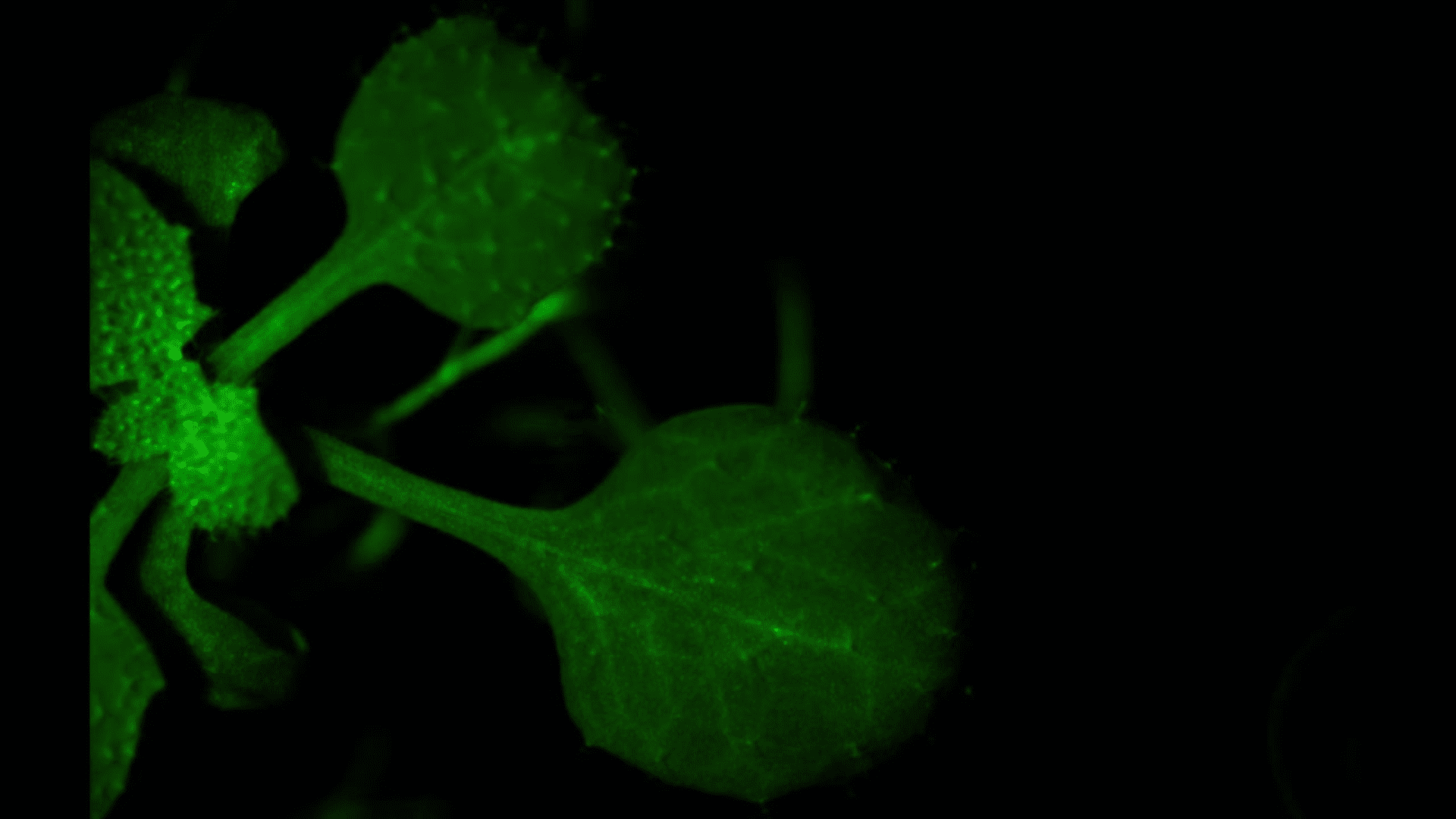 A mustard plant responds to airborne danger cues released by another plant. (Aratani et al. Nature Communications, 2023)