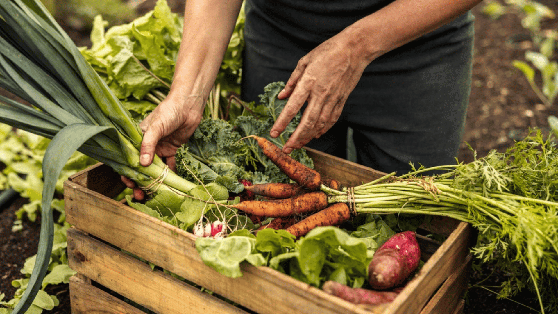 Person Farming Vegetables Sustainable Travel Food