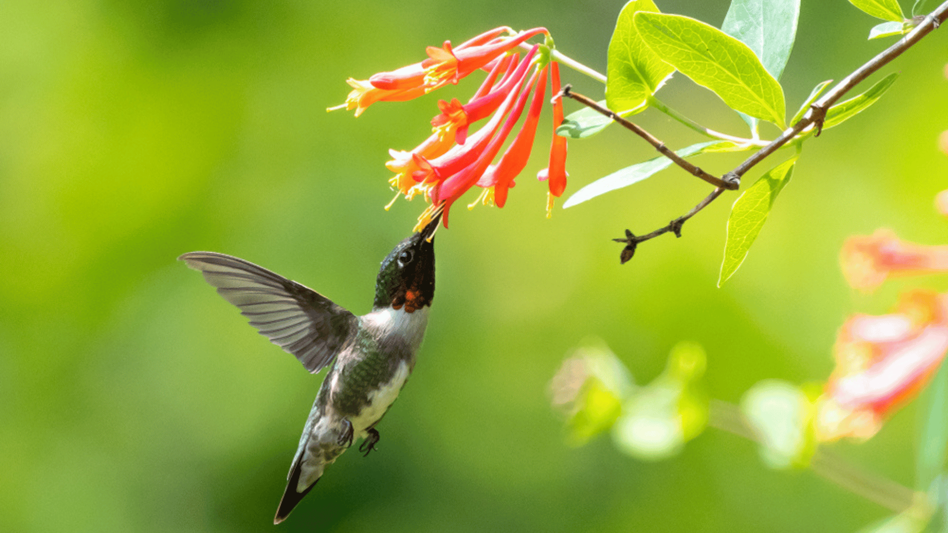 Coral Honeysuckles Brings Hummingbird to Garden