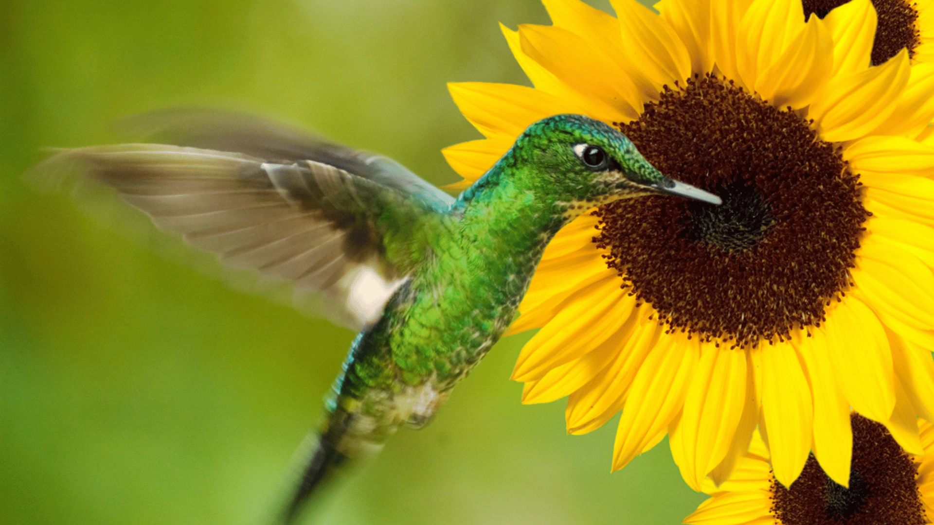 Hummingbird with Sunflower birds attracted to flowers