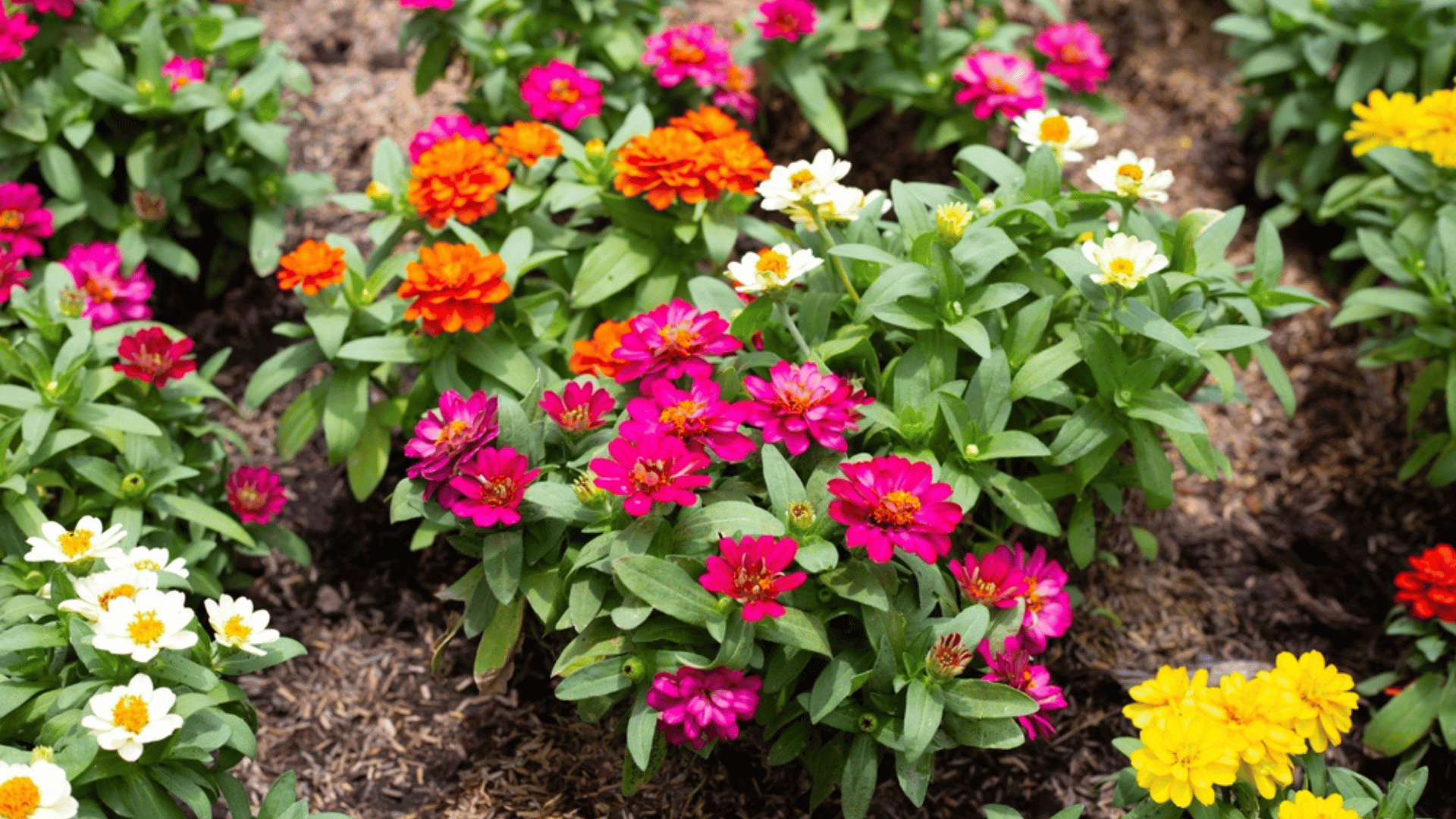 Zinnias Flowers Bringing Birds to Garden