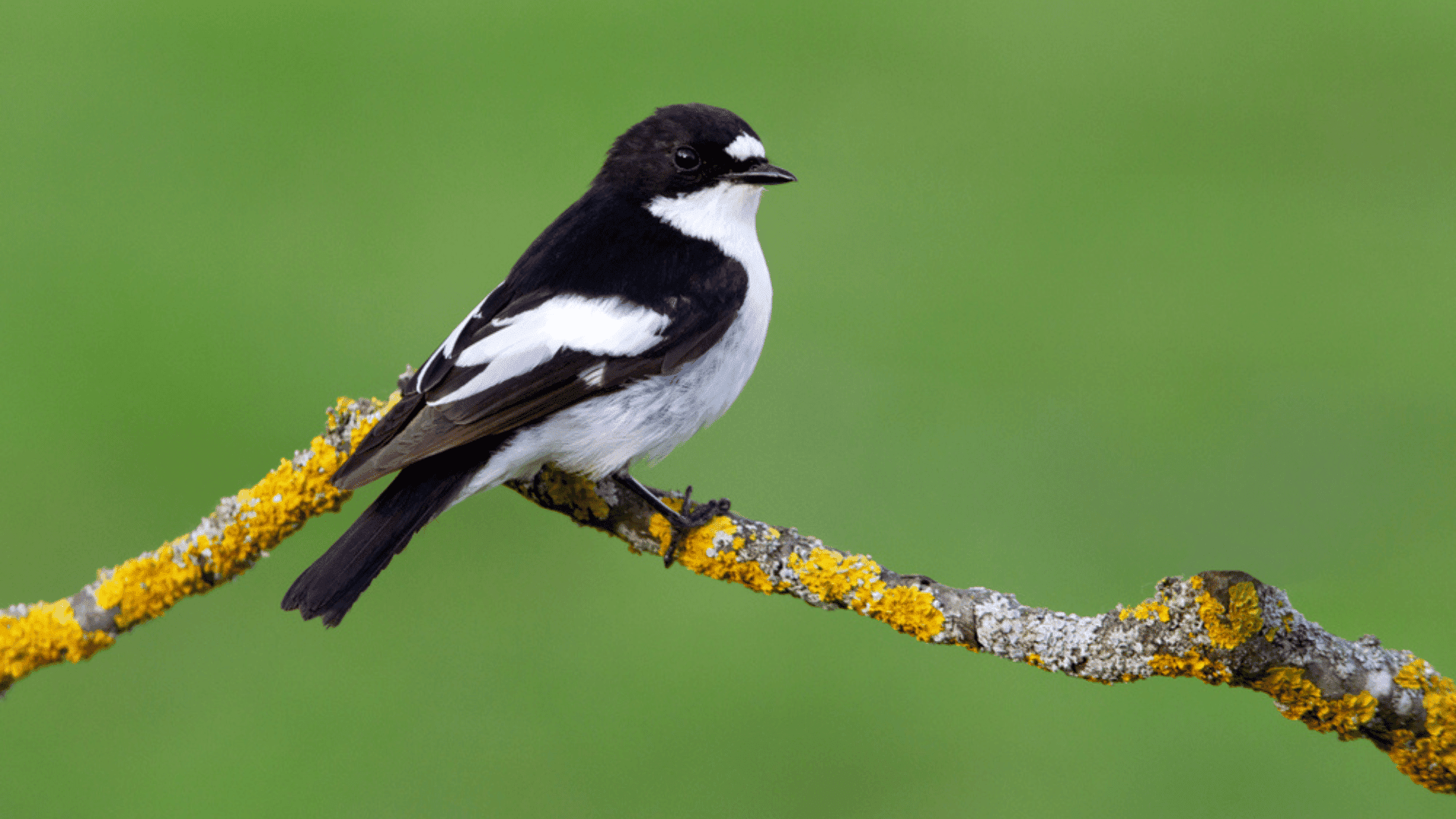 Pied flycatcher radiation changing birds in Chernobyl