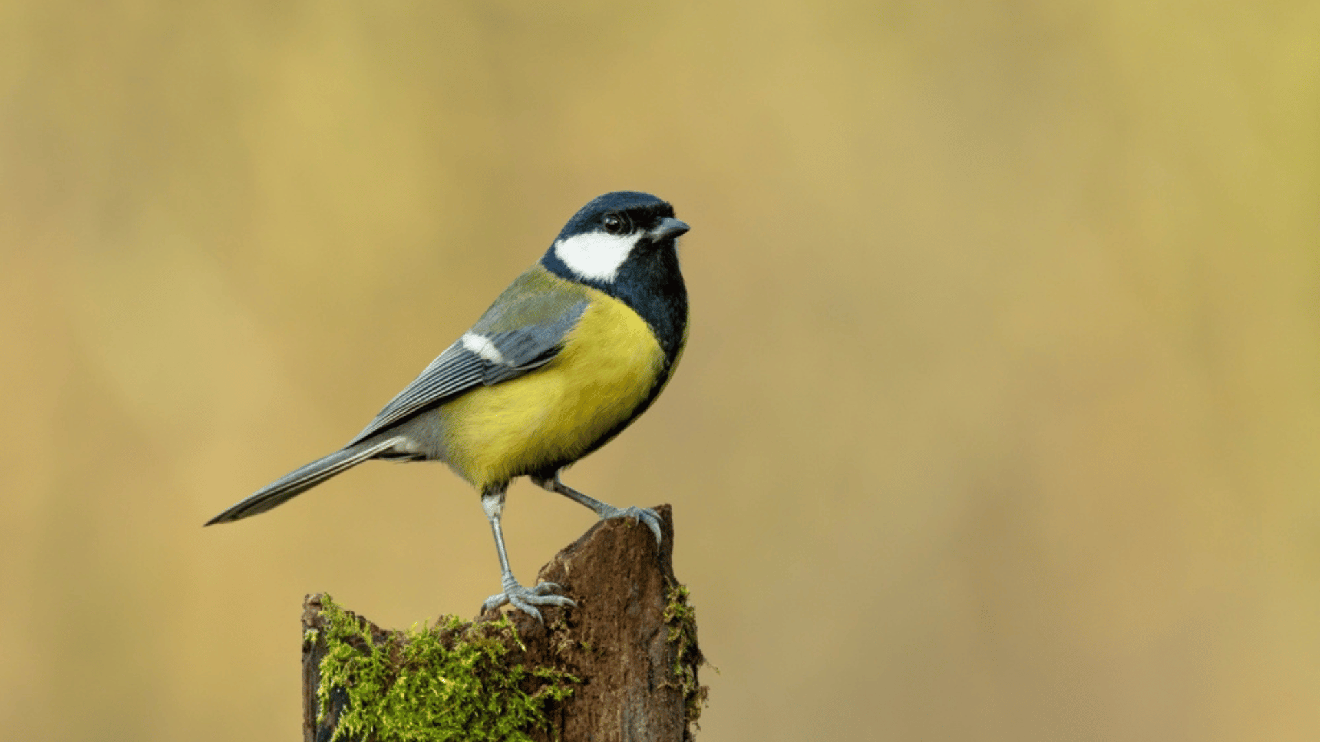 The great tit (Parus major) is a passerine bird Chernobyl